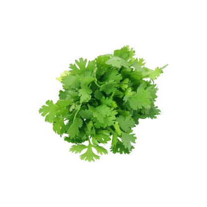 Fresh Coriander Leaves